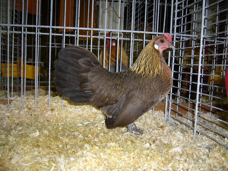 Mastholte 2008 058.jpg - Zwerg Holländer goldhaslig von Alexander Milsmann Preis sg 95 e